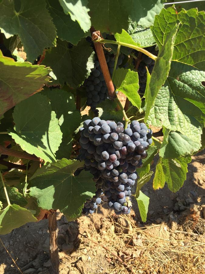 Quinta Dos Espinheiros Villa Provesende Szoba fotó